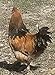 Barnyard Mix Fertile Chicken Hatching Eggs Raised on Organic (6 Eggs)