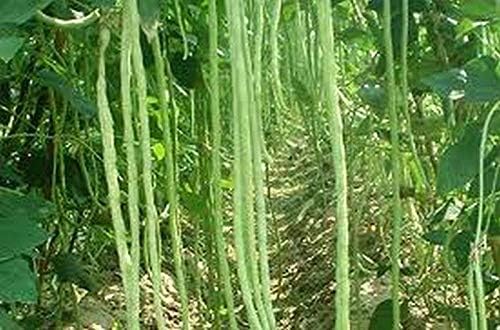 Asparagus Bean Seeds-Bacello- Yard long beans - top-notch red-seeded strain!!!(300 - Seeds)