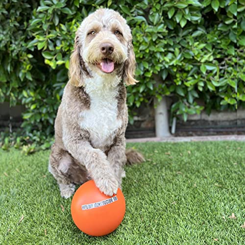 Doggie Dooley Praktisch unzerstörbarer Bester Ball für Hunde, 20,3 cm (Farben variieren)