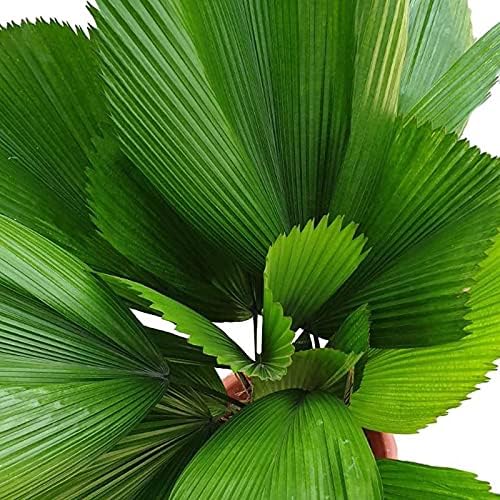 Miniatura 3 de Vanuatu Fan Palm - Palma abanico con volantes - 5 plantas vivas en macetas de cultivo de 4 pulgadas - Licuala Grandis - Palmas ornamentales
