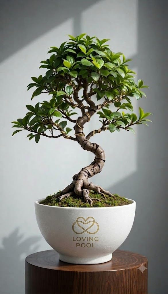 China Bot indoor -Ficus Microcarpa Live Plant Chinese Banyan tree bonsai Live Plant,Without pot/for Gifting and Home Decor/Air purifiering indoor Plant, Green Foliage,(pack of -1) With Pot-image-27