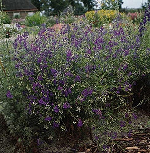 Semillas anuales Delphinium Larkspur Blue Cloud