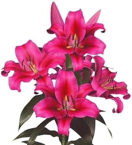 ユリ 球根 花ユリ オリエンタルリリー 大球 レッドカサブランカ（パラッツォ） 12球 / 国華園 25年秋商品のサムネイル