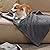 100% Leak Proof Pet Blanket Waterproof Dog Blanket Pee Proof Soft Dog Cat Bed Furniture Cover For Large Dogs and Cats Sofa Couch and Bed Dark Grey M 70 X 100cm