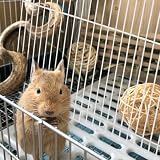 Angoily 2St Käfigteiler für Hamster Hasenzubehör Kaninchenzaun maschendrahtzaun Hamsterkäfig Drahtbrett Käfig-Trenngitter Kleine Tiere Isolationsplatine Kaninchenhaus Hühnerdraht Baby Weiß