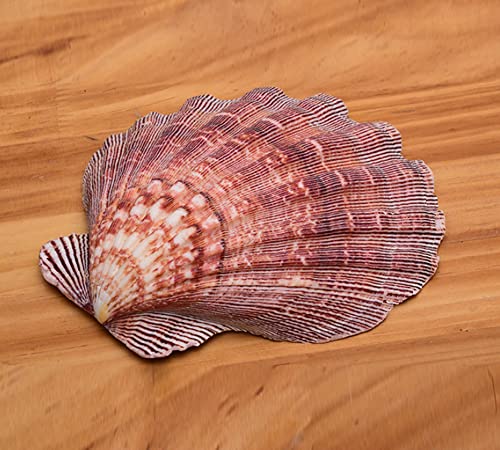 4 Pcs Polished Large Great Scallop Sea Shells 5~6 Inch,Brown Lion's Paw Baking Shells,Ocean Beach Seashells Perfect for Home Decoration, Art Craft, Vase Filler Fish Tank