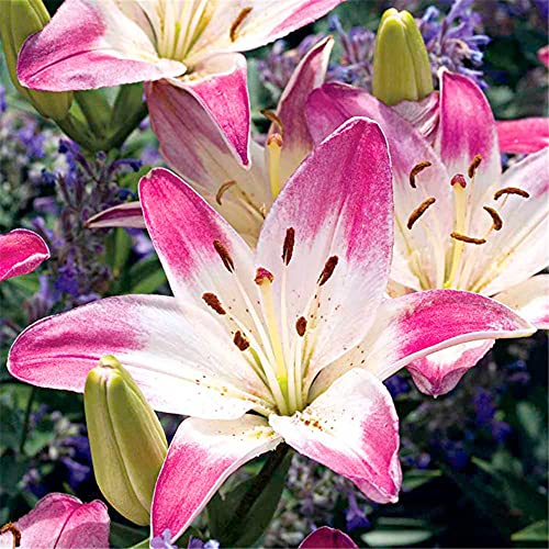 Bulbi di giglio - Lampadine organiche fresche profumate con fragranza floreale, 5 lampadine:Semi