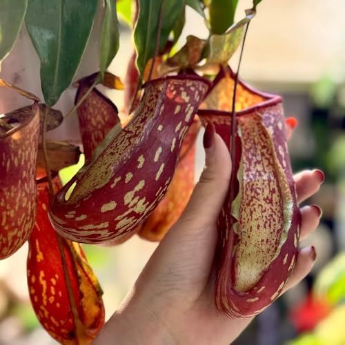 Semi di carnivora, Nepenthes mirabilis, d'appartamento Semi di Nepenthes, 150pcs
