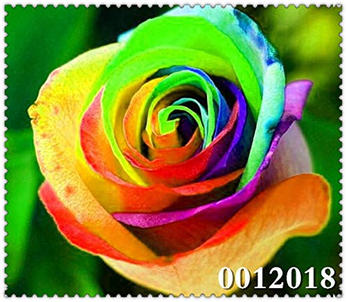 LLAVORS Cushy: 100 Plantes PC Rose fragante jardins de flors forten, Drac ES va aixecar, simples Sembra a Casa i Jardí Bonsai: 22 - Afbeelding 5