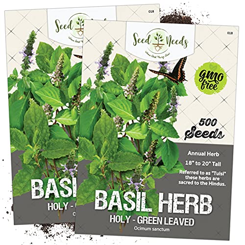 Seed Needs, Holy Basil / Tulsi Herb (Ocimum Sanctum) Twin Pack of 500 Seeds Each Non-GMO