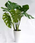 Amazon.co.jp: モンステラ デリシオーサ