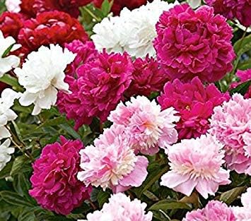 Peony, Mix 3 Plant-2-3 eyes  Giant Flowers, Great Cut Flowers !