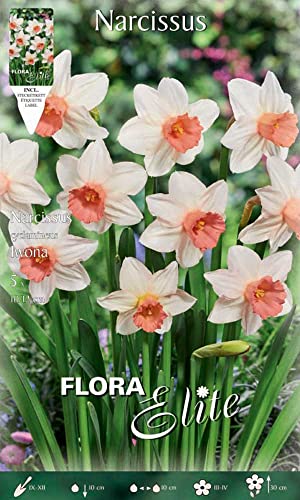 BULBI AUTUNNALI NARCISO CYCLAMINEUS IWONA CONFEZIONE DA 5 BULBI BULBS