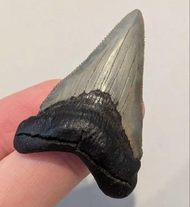 吉川晃司 イラストマグカップセット 吉川晃司FC限定30周年マグカップ