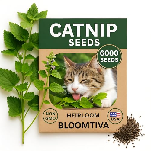 Bloomtiva Catnip Seeds for Planting Indoors and Ourdoors - 𝗡𝗢𝗡-𝗚𝗠𝗢 Cat Nip Seeds (Bulk Pack) Heirloom Herb - Made in 𝗨𝗦𝗔 - High Germination Rate - Plants for Cats and Humans (Nepeta Cataria)