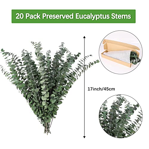 Hiagrow Real Eucalyptus Stems, 20Pcs Shower Eucalyptus Hanging, 17Inch Dried Eucalyptus Sprigs Greenery Plant For Shower Wedding Festival Home Office Fall Decoration #TOP4