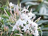 Jasminum polyanthum - Duft - Jasmin - Kletterpflanze - 40-60