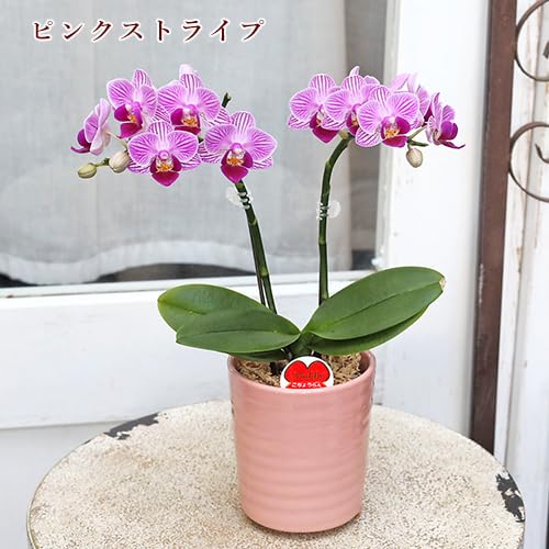 Amazon.co.jp: 鉢花 ミニ 胡蝶蘭 コチョウラン リアン 2本立 陶器