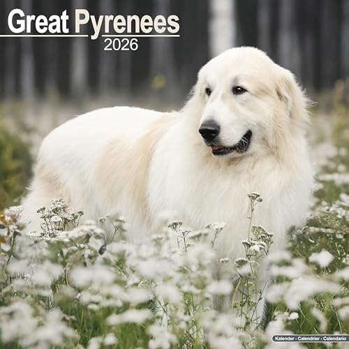 Great Pyrenees Calendar 2026 Square Dog Breed Wall Calendar - 16 Month