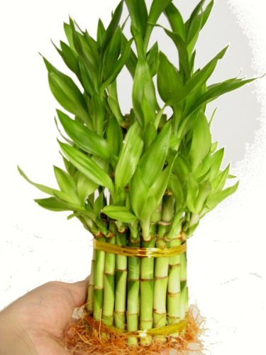 9Greenbox DTPB3 3 Tier 4 Inch 6 Inch 8 Inch Lucky Bamboo thumb #6