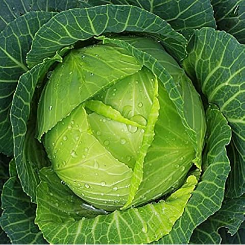 Axel's Garden Seeds Copenhagen Cabbage Seeds Cover