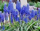 Portal Cool Lot 50 Seed Muscari Muscari armeniacum fronteras"" - Jardines