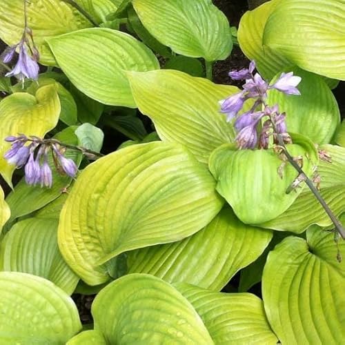 6x Hosta 'Sum and Substance' – Godet 9x9cm | Très grandes feuilles dorées, spectaculaire