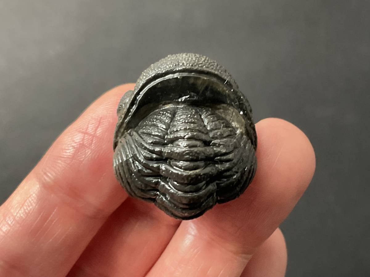 防御態勢の三葉虫 [PH75] ファコプス 化石 防御態勢の三葉虫 [PH75] ファコプス 化石 防御態勢の三葉虫