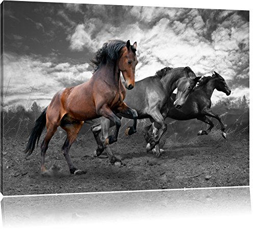 Beaux chevaux sauvages noir / blanc Taille: 100x70 sur toile, énorme XXL Photos complètement encadrées avec civière, art impression sur murale avec cadre,...