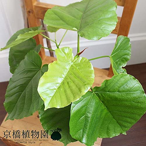 Amazon｜【ハートリーフ】ウンベラータ 5号｜観葉植物 オンライン通販