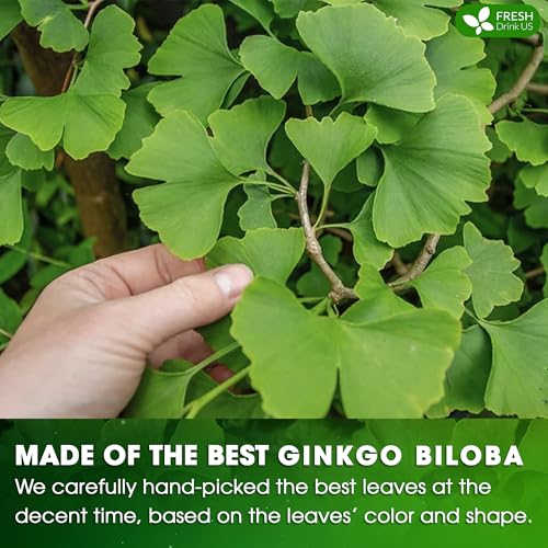 Image of FreshDrinkUS, Premium 75 Ginkgo Biloba Leaf Tea Bags, 100% Natural & Pure from Ginkgo Biloba Leaves. Loose Leaf Herbal Tea. Made with Eco-Conscious Tea Bags. No Sugar, No Caffeine, No Gluten, Vegan.