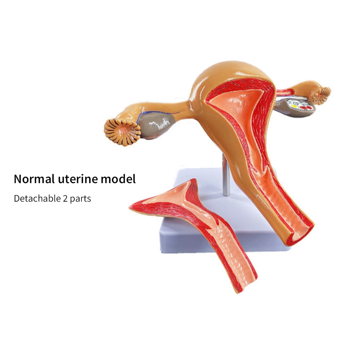 Amazon.co.jp: 人体模型 子宮 子宮モデル 女性 卵巣モデル 台座安定