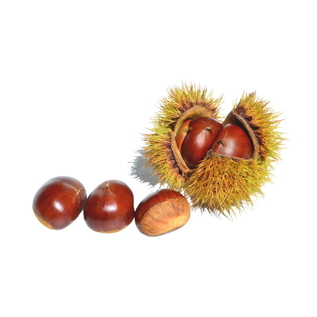 EURO PLANTS Bouche de Betizac Pianta da Frutto di Marroni Vaso 20x26 cm