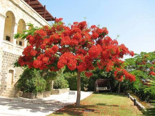 ShopMeeko Seed Indian Delonix Regia (Royal Poinciana, Flamme) semences (10 par Paquet) Cover