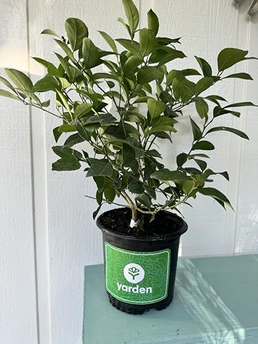 Yarden Dwarf Meyer Lemon Tree, Lemon Trees Live Plants Ready to Grow Indoor or Outdoor (3 Gallon Pot) - No Shipping to AL, AZ, CA, FL, GA, HI, LA, OR, TX