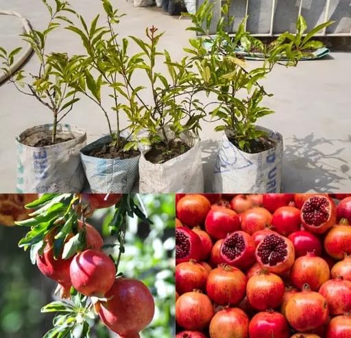 2 POMEGRANATE/ANAR FRUIT PLANT HYBRID ORGANIC GRAFTING OUTDOOR GARDEN LIVE FRUIT ALL TIME TREE (B0CXB8BZGP) Amazon Price History, Amazon Price Tracker