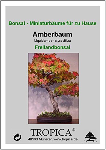 TROPICA - Bonsai - Amberbaum (Liquidamber styraciflua) - 100 Samen :  Amazon.de: Garten