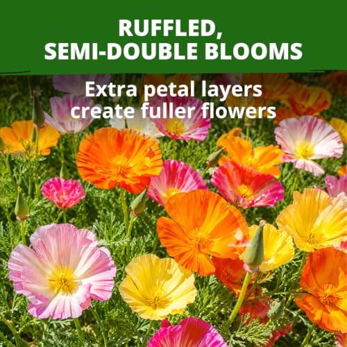 Image of HOME GROWN Ballerina Mix California Poppy Seeds for Planting, 10,000 Seeds, Eschscholzia californica