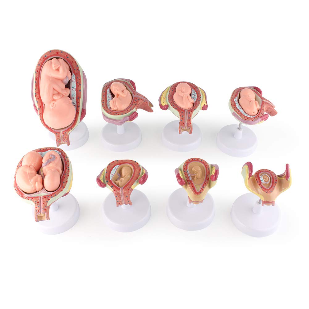 Beautylady Set of 8 Fetus Model 1-8th Human Foetus Embryo Pregnancy Development Model Medical Model