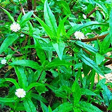 See full amazon price history chart for Baby Plants - Live Bhringraj Herb Plant Plant Pot Baby Plants - Live Bhringraj Herb Plant Plant Pot (B09C4TBC9S) Amazon Price History, Amazon Price Tracker