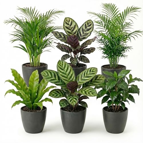 VdVelde - Luftreinigende Zimmerpflanzen Set 6 Stück mit Antrazit Dekotöpfen - Grünpflanzen pflegeleicht für Zuhause & Büro - Ø12 cm, Höhe 30-40 cm