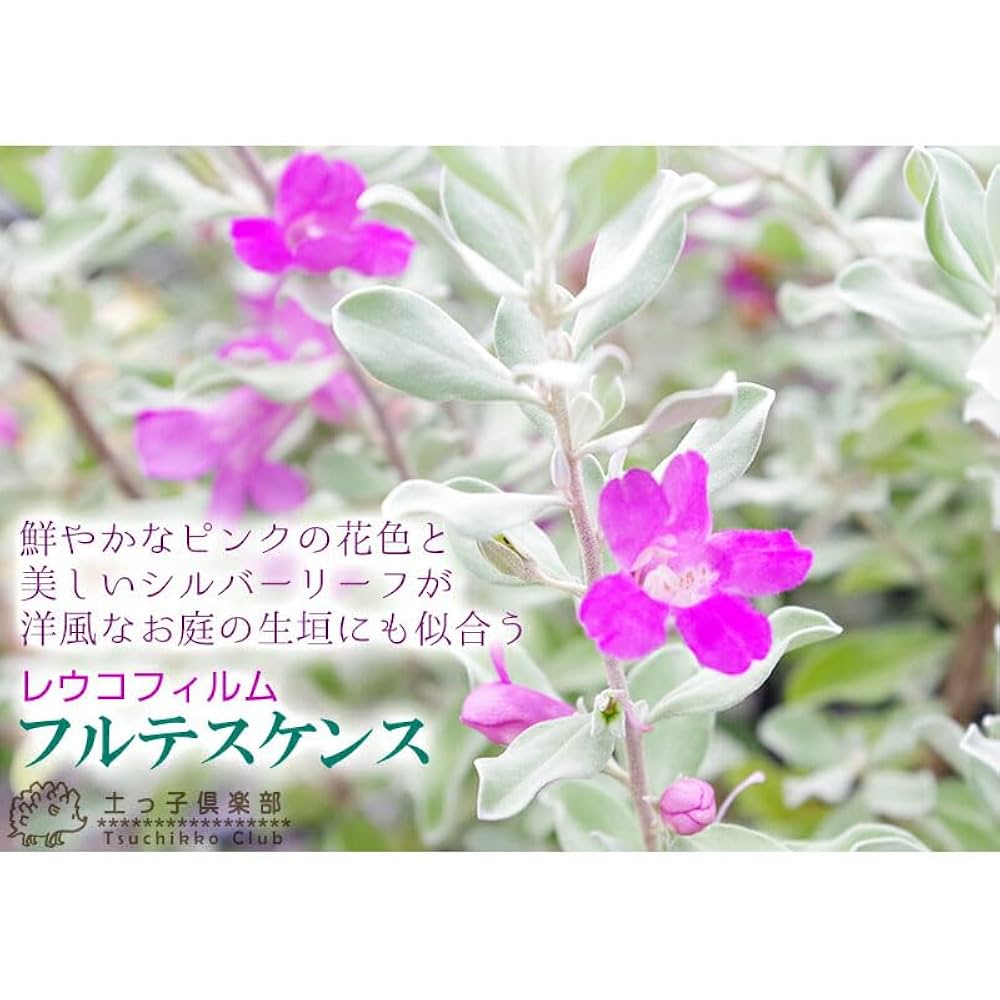 Amazon.co.jp: レウコフィルム 10.5cmポット苗 : DIY・工具