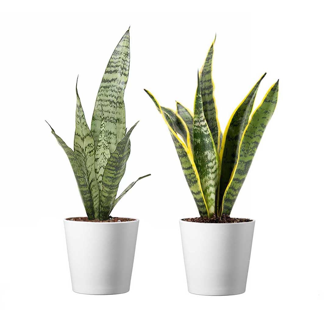 洋書 the splendid sansevieria Amazon.com: American Plant Exchange Snake Plants, Green & Yellow