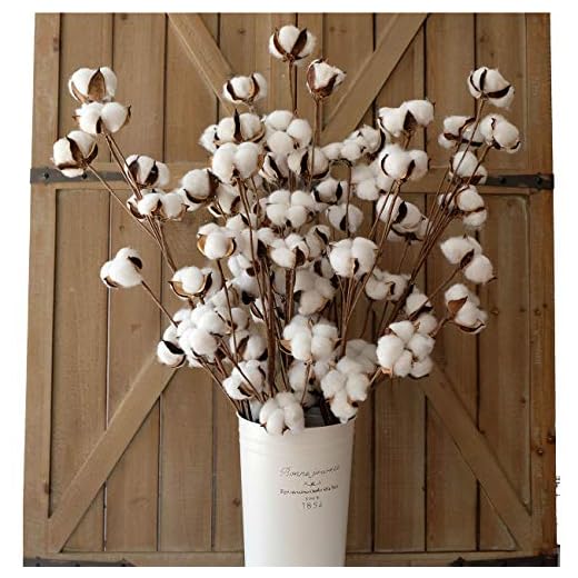 idyllic Cotton Stems Decor Branches, Cotton Flowers Plants for Decorations, Dried Flowers for Vase, Pack of 6-31 Inches Tall - 12 Bolls per Stem