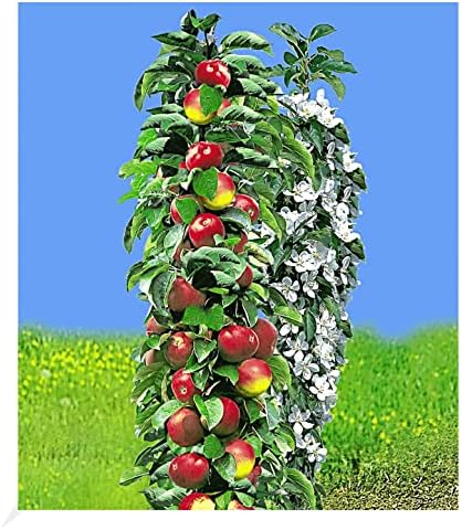 BALDUR Garten SäulenApfel 'Acrobat®', 1 Pflanze, Apfelbaum, Malus