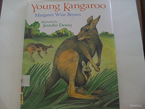 Young Kangaroo