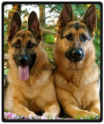 Home Fashions design Fleece Blanket Throw 50" x 60" (Medium) Size with Cute Pet German Shepherd Dog Pictures Background