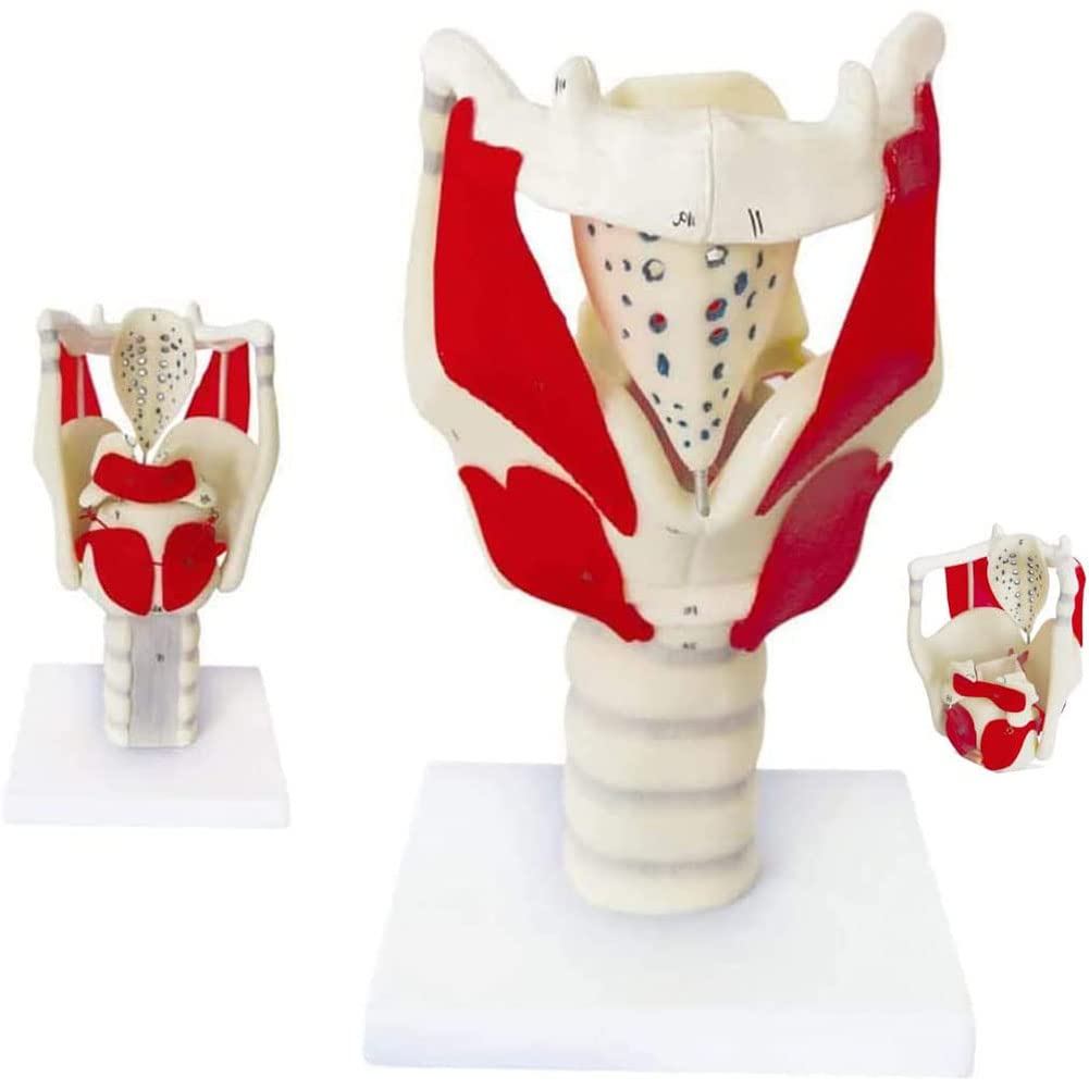 GTHTUHFD Human Model Human Larynx Model Professional Magnified Human Larynx Joint Simulation Model Medical Anatomy For Science Teaching Display Of Larynx And Lung 30 * 15 *