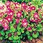 Iron Cross Oxalis Bulbs