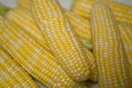 120 Peaches And Cream Hybrid Sweet Corn Seeds Heirloom Non Gmo 1 Oz Garden Vegetable Bulk Survival #TOP1